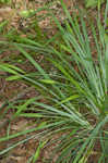 Waterfall's sedge